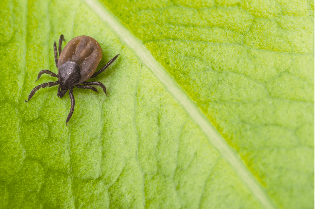 Tick Borne Encephalitis