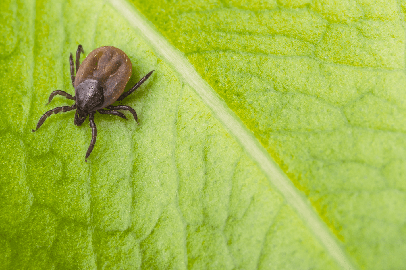Tick Borne Encephalitis